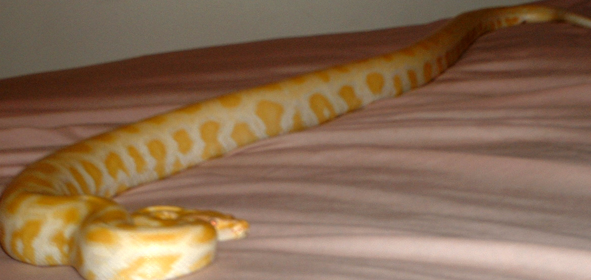 new albino
