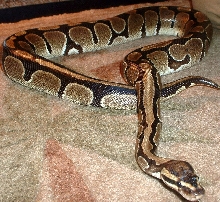 Capone.... our new big boy