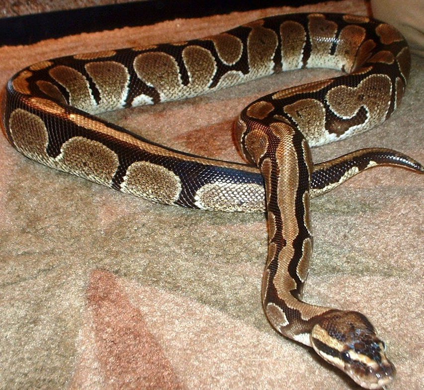 Capone.... our new big boy