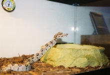 My first in the cage.