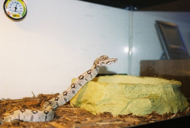 My first in the cage.