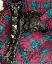 Santa aged 10 weeks