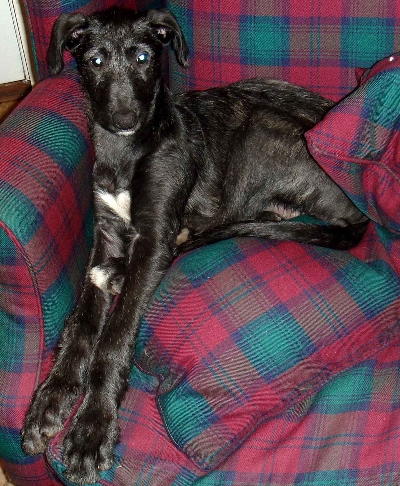 Santa aged 10 weeks