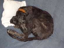Santa's kangaroo impression aged 4 months