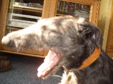 Santa yawn
