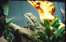 Head Shot of Bonsai