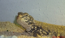 Head Shot of Slash