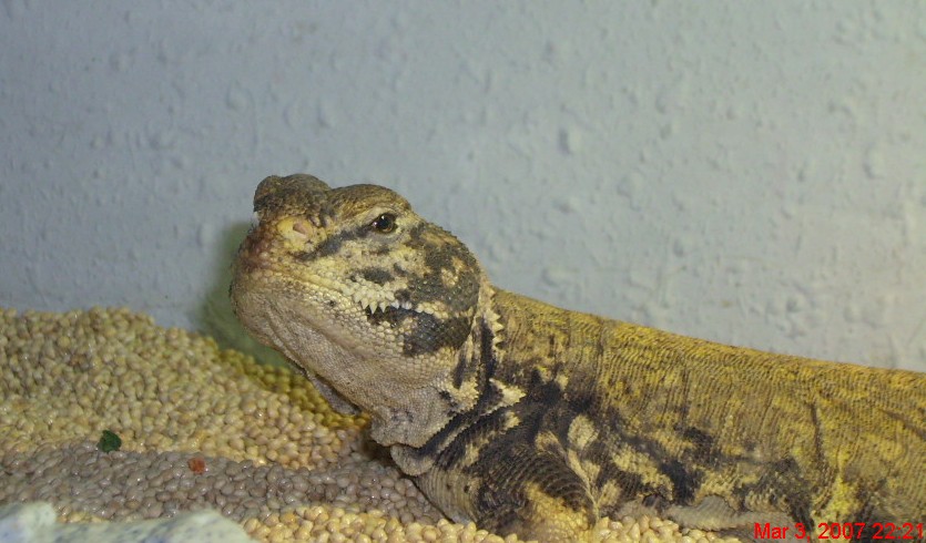 Head Shot of Slash