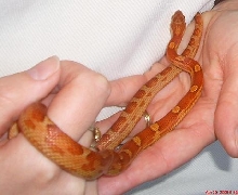 Ember