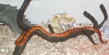 Ember Exploring