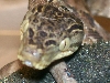 cookii's headshot