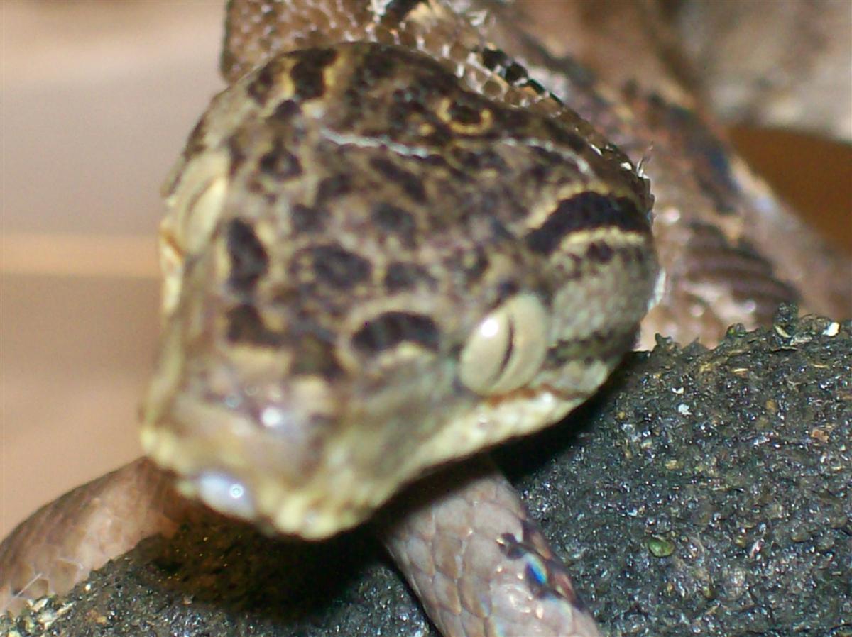 cookii's headshot