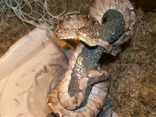 her showing off