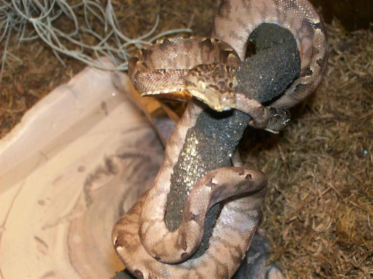 her showing off