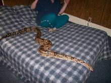 BIG SEXY SHOWING THE LENGTH