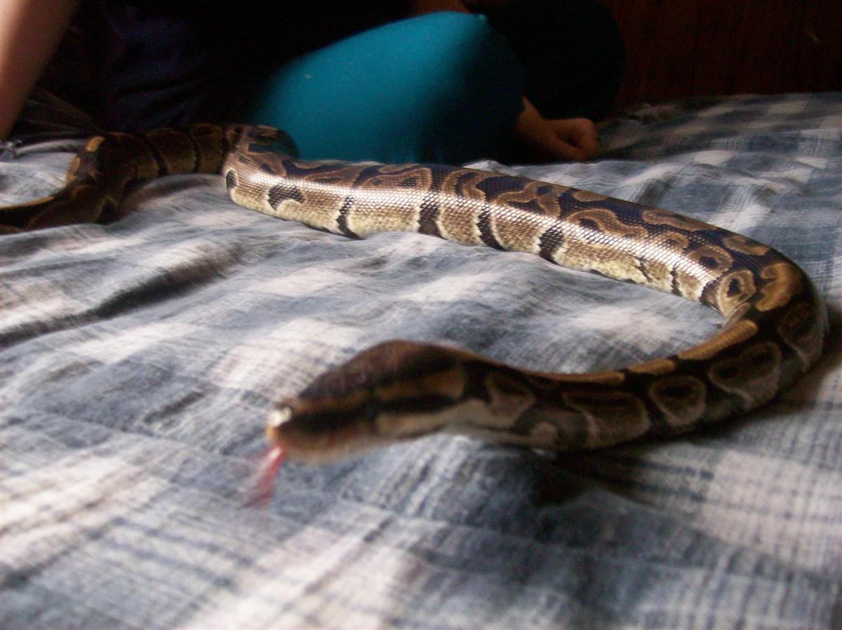NAKITA(m)