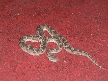 Echis carinatus