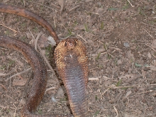 Egyptian Cobra