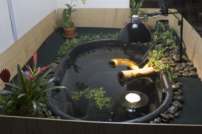 My new indoor pond