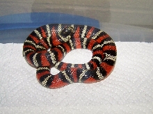 Andean Milksnake