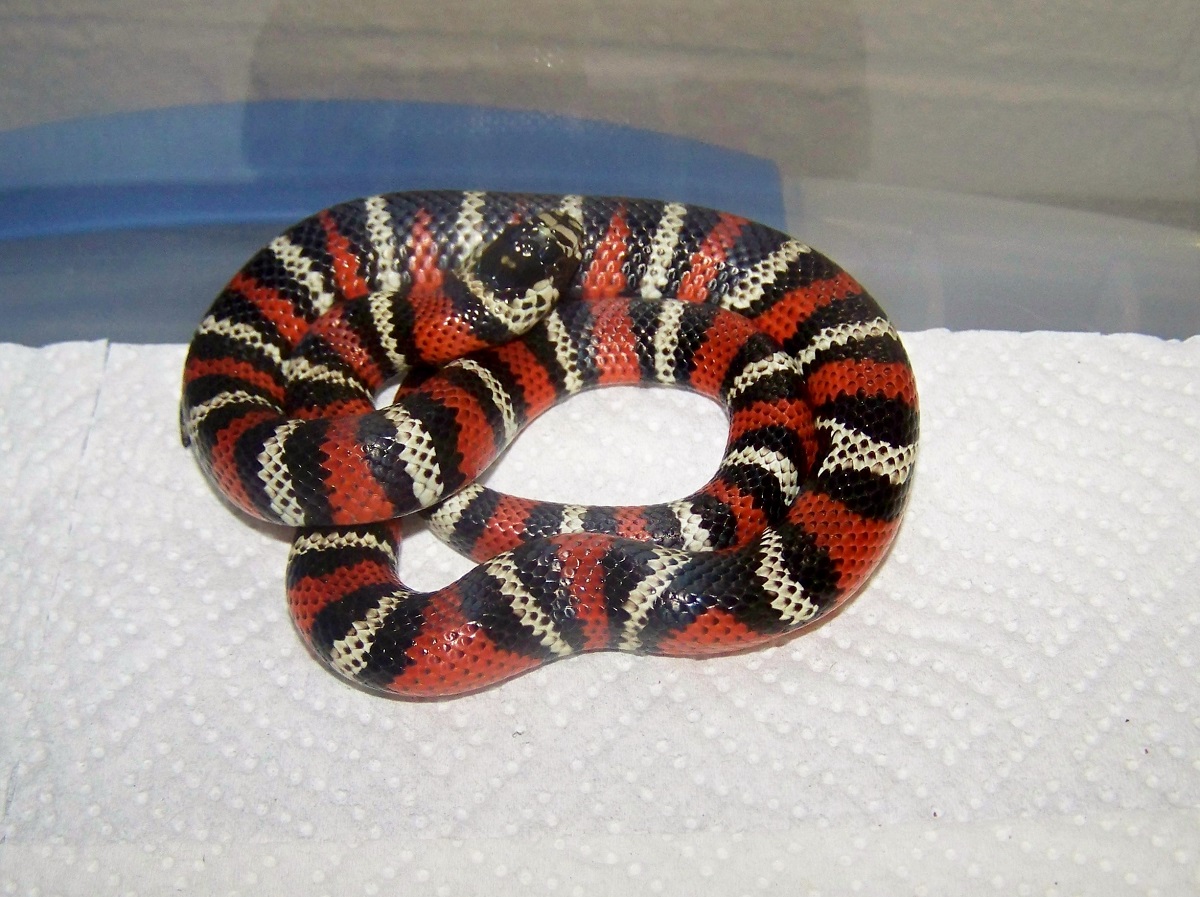 Andean Milksnake