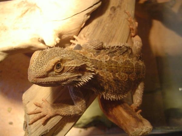 Helios