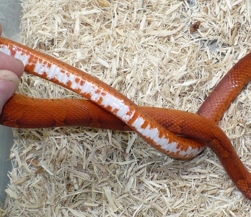 bloodred belly