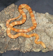 Female creamsicle