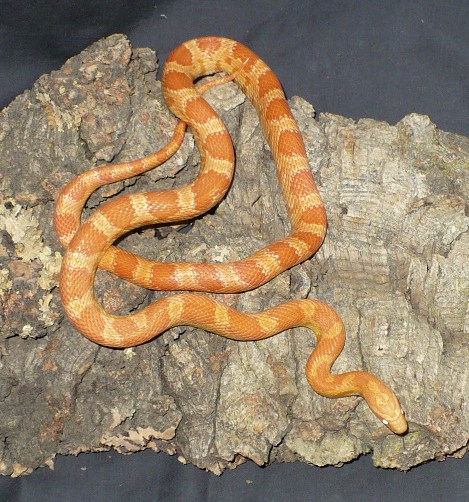 Female creamsicle