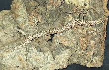het albino green