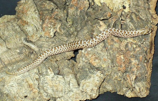 het albino green