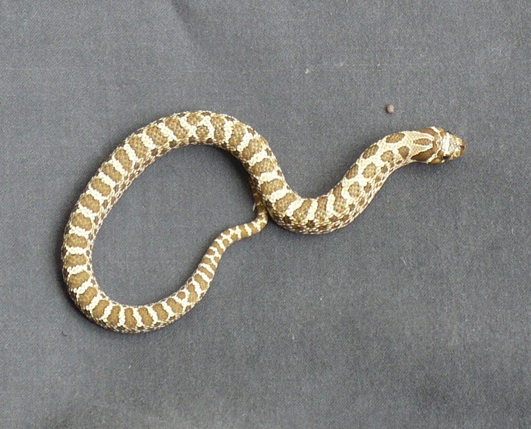 male 2