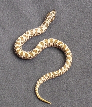 cc male