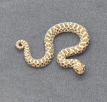 tan female
