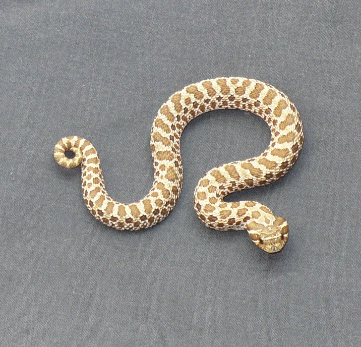 tan female