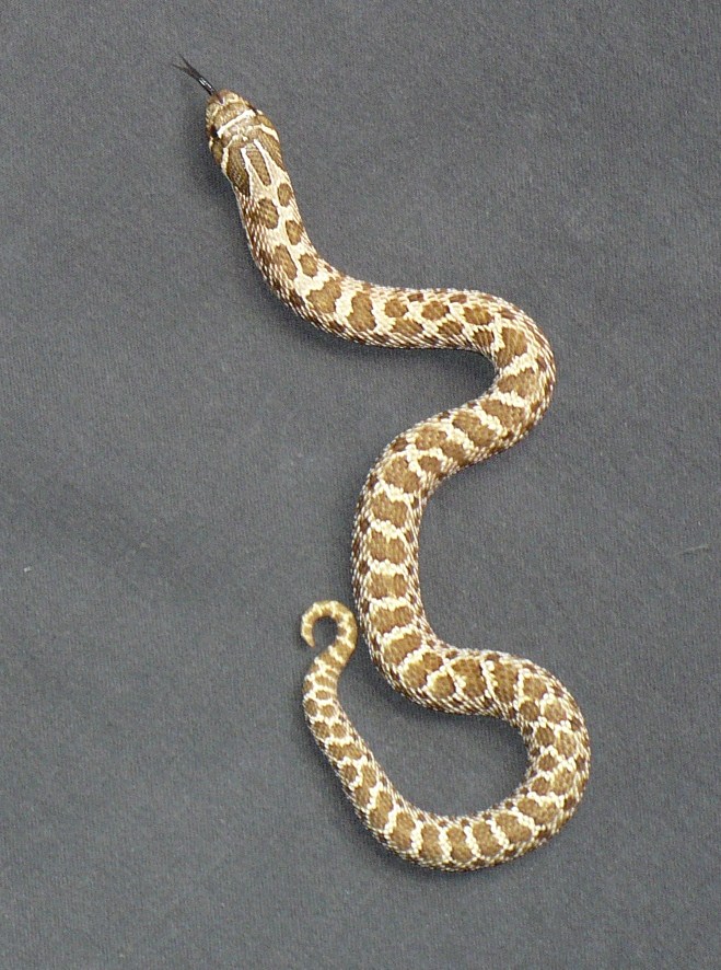 female 2