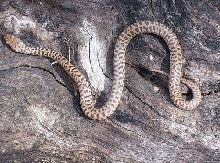 male childrens