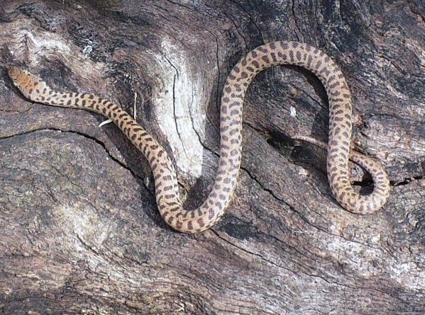 male childrens