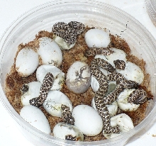 first clutch of the year