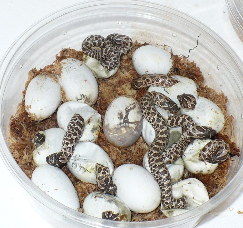 first clutch of the year