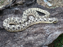 new green male