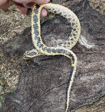 nice yellow belly