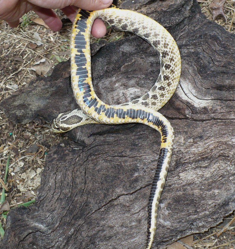 nice yellow belly