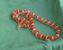banded candy cane