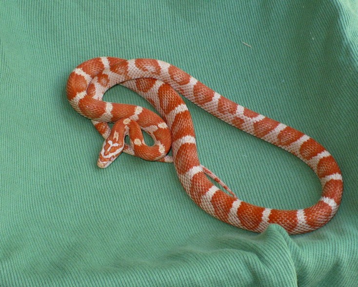 banded candy cane