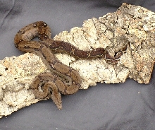 male hondoran boa