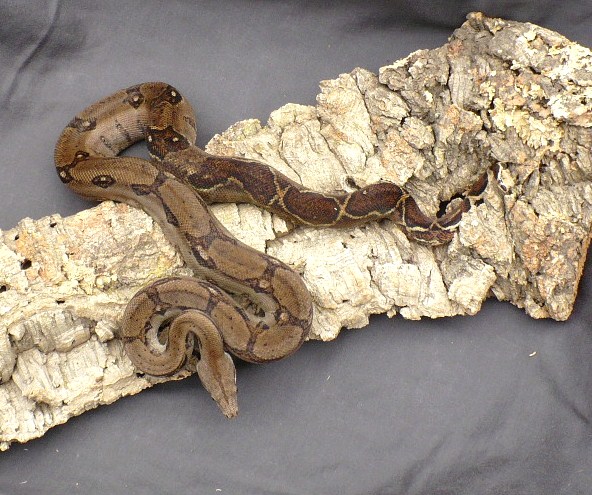 male hondoran boa