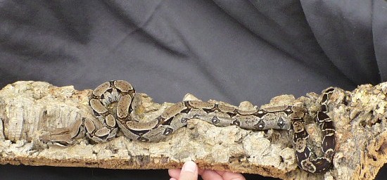 arg/col poss het albino