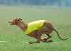 Fast Runner