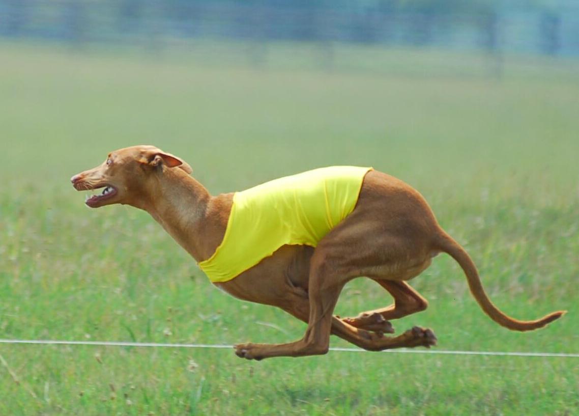 Fast Runner